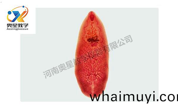 佈氏薑(jiang)片蟲裝片