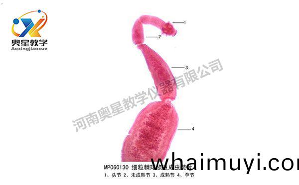 細(xi)粒棘毬縧蟲