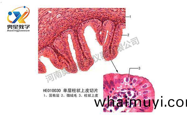 單(dan)層柱(zhu)狀(zhuang)上(shang)皮(pi)