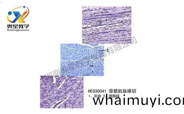 骨(gu)骼(ge)肌(ji)縱橫切(qie)