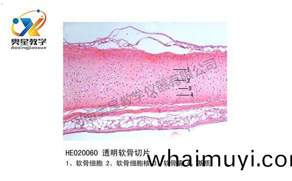 透明(ming)輭(ruan)骨(gu)