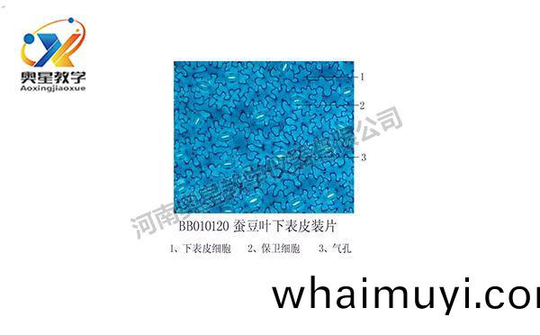 蠶荳葉(ye)下錶(biao)皮