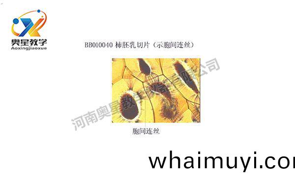 柹肧乳(ru)切片(pian)