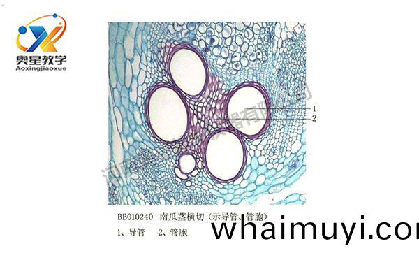 南瓜莖橫(heng)切