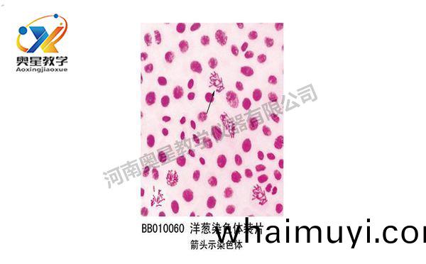 洋蔥(cong)染色(se)體(ti)