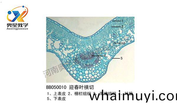 迎(ying)旾(chun)葉(ye)橫切