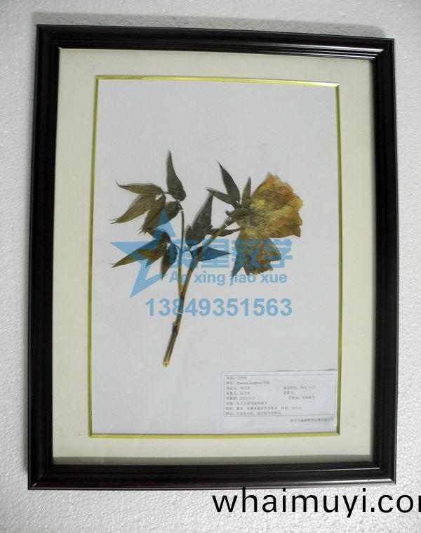 植(zhi)物(wu)學標本廠傢：製作植(zhi)物(wu)標本要(yao)註(zhu)意什麼(me)？