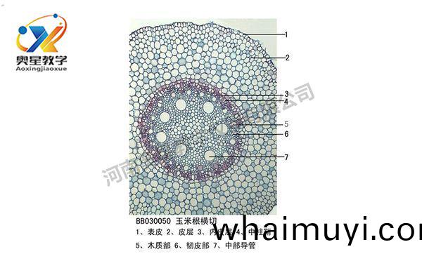 生物切片標(biao)本類(lei)型知(zhi)多(duo)少(shao)？
