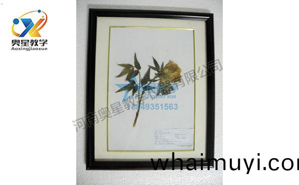 植物學(xue)標本(ben)廠(chang)傢(jia)：植(zhi)物標本(ben)在(zai)教(jiao)學中的(de)作用(yong)