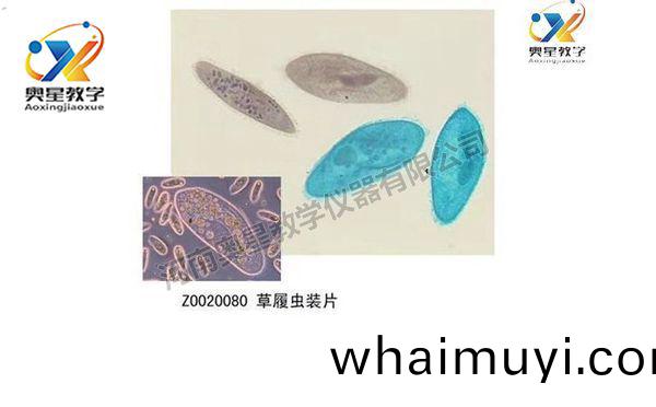 動(dong)物學(xue)切(qie)片(pian)