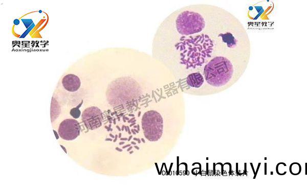 遺(yi)傳學(xue)切(qie)片(pian)