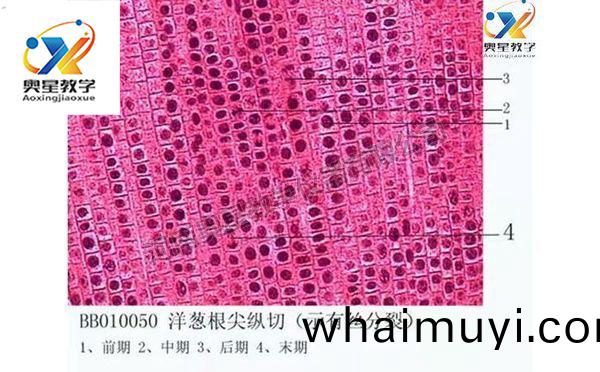 植(zhi)物(wu)學切片