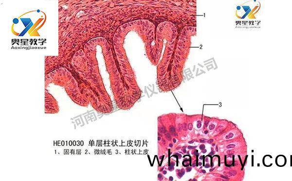 組(zu)織與(yu)肧胎學(xue)切(qie)片