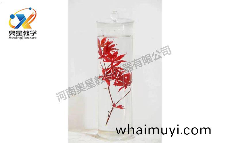 浸(jin)漬標本(ben)