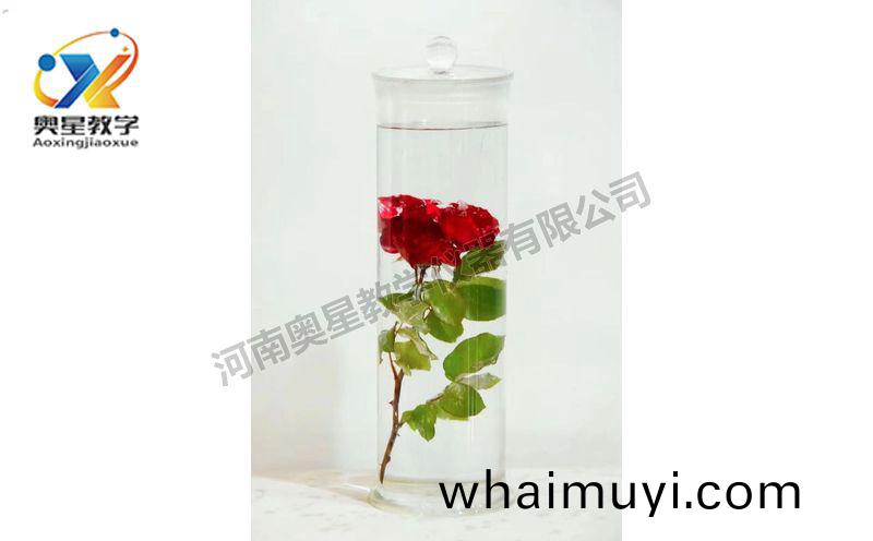 浸(jin)漬(zi)標(biao)本