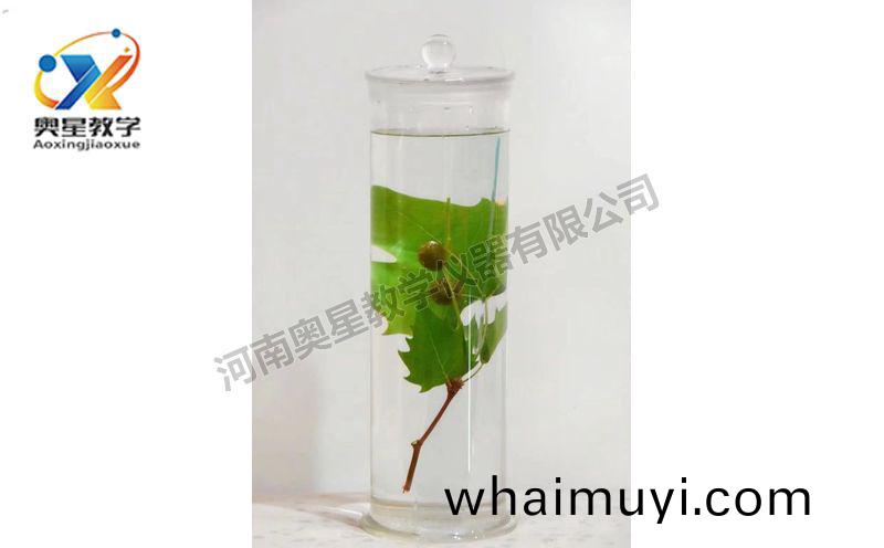 浸(jin)漬標(biao)本