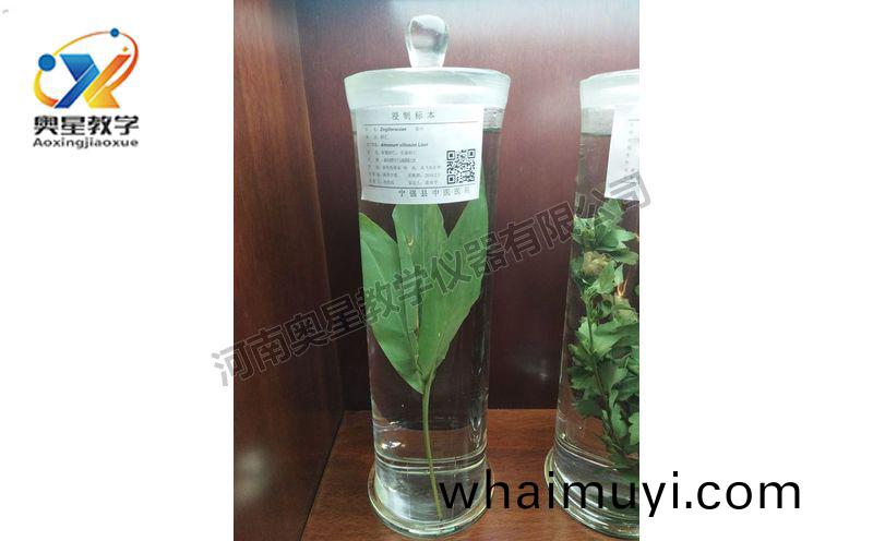 浸漬(zi)標(biao)本(ben)