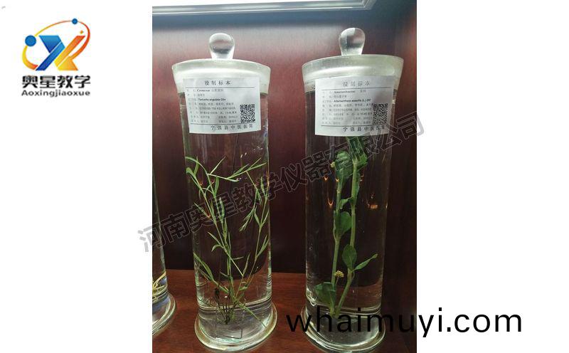 浸(jin)漬(zi)標本(ben)