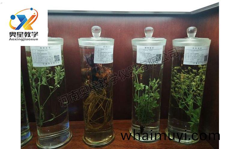 浸漬(zi)標(biao)本(ben)