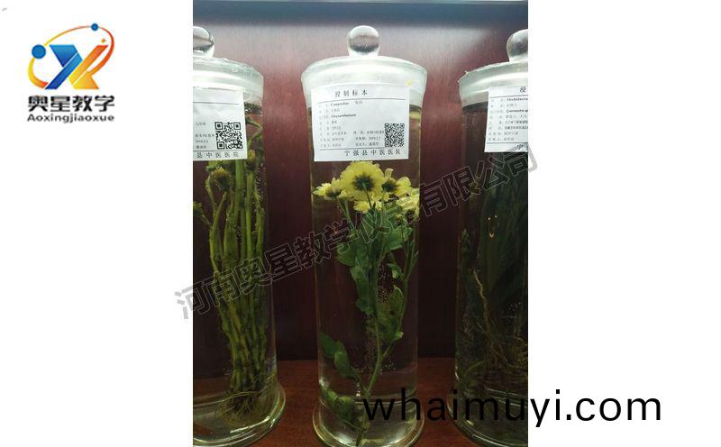 浸(jin)漬(zi)標本