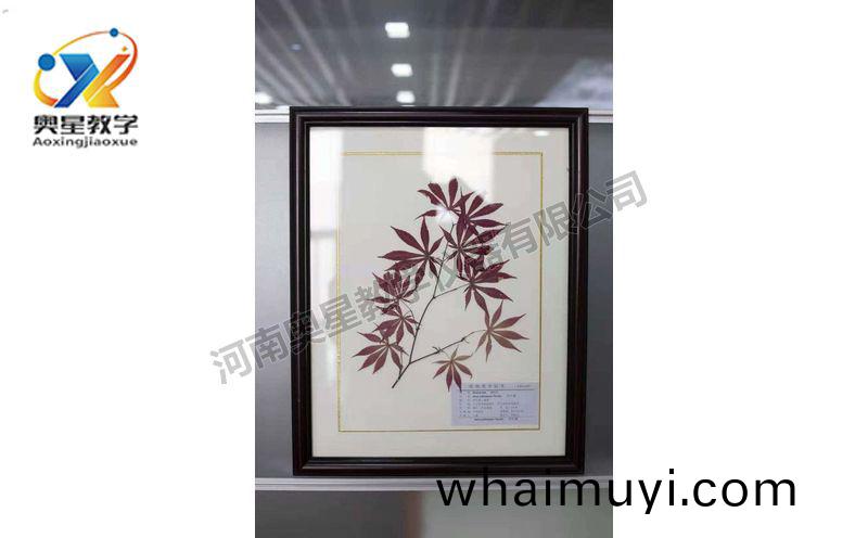 蠟(la)葉(ye)標本