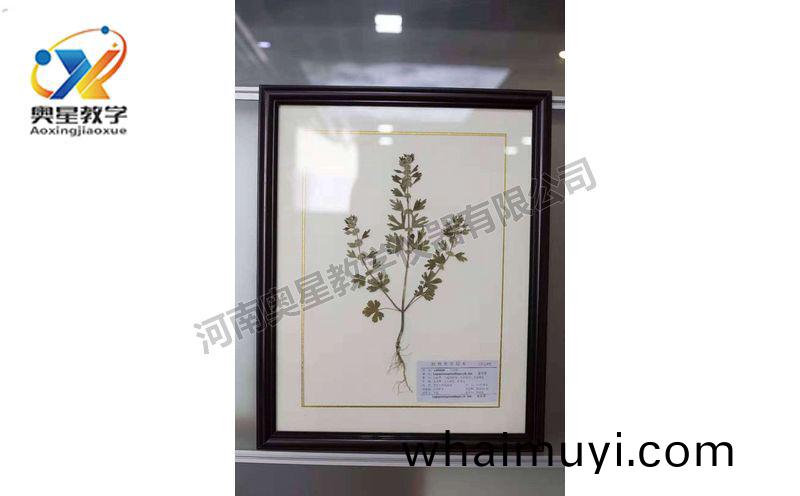 蠟(la)葉標本(ben)