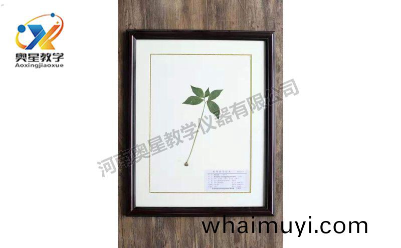 蠟葉(ye)標(biao)本(ben)