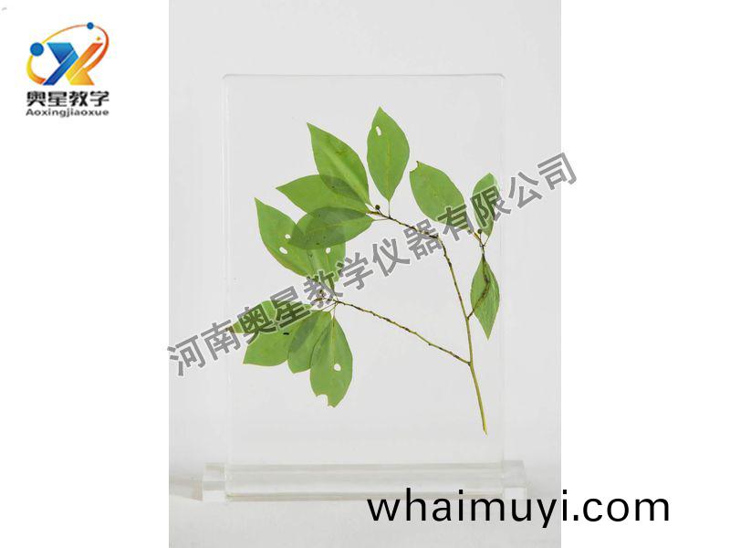 琥(hu)珀(po)標本