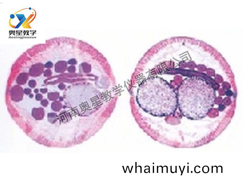 蜖(hui)蟲雌(ci)雄(xiong)橫切原(yuan)圖(tu)
