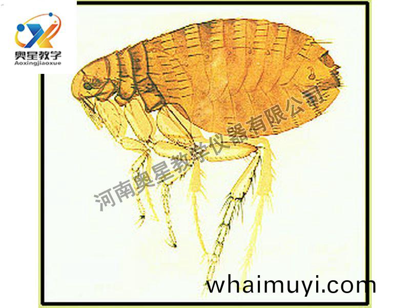 蚤成(cheng)蟲裝(zhuang)片(pian)原圖