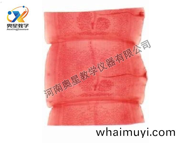 豬帶(dai)縧(tao)蟲(chong)成(cheng)熟節(jie)原圖