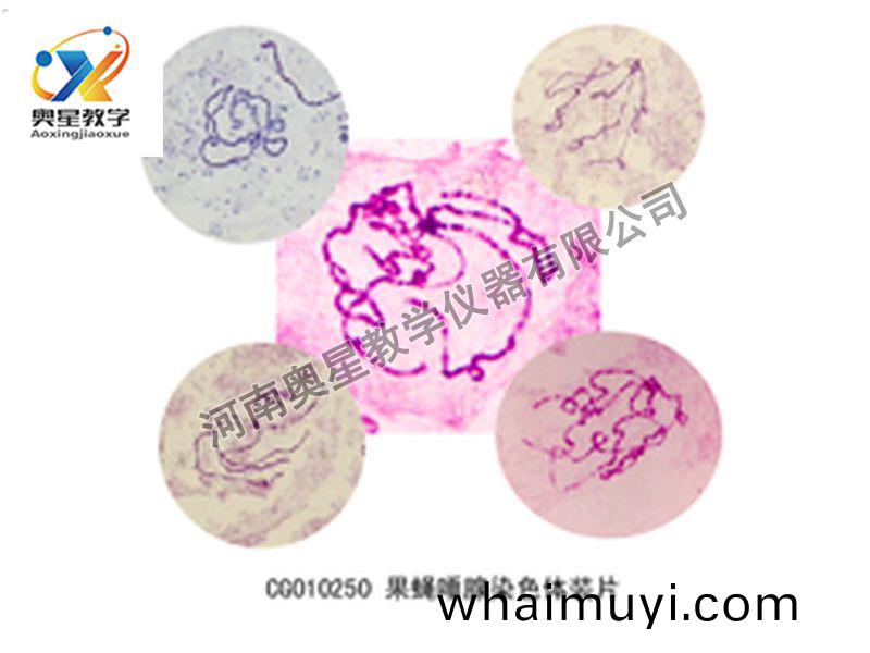 菓(guo)蠅(ying)唾腺(xian)染色(se)體