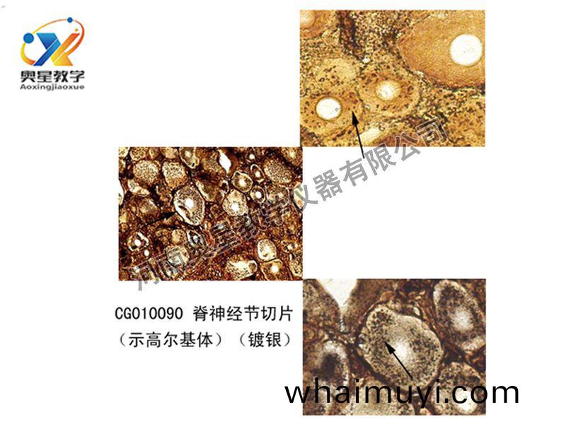 脊神經(jing)節(jie)切(qie)片(pian)