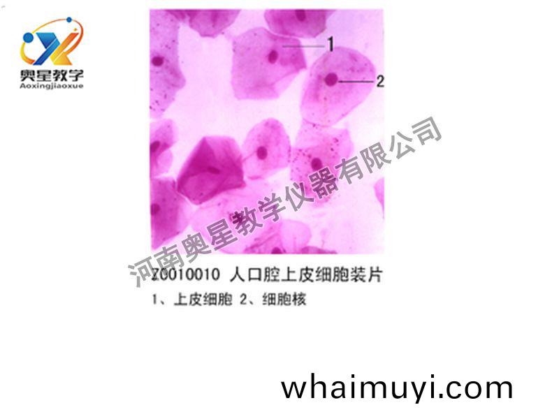 人(ren)口(kou)腔(qiang)上(shang)皮(pi)細(xi)胞裝片(pian)