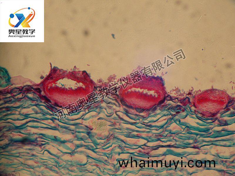 葡(pu)萄百(bai)腐(fu)