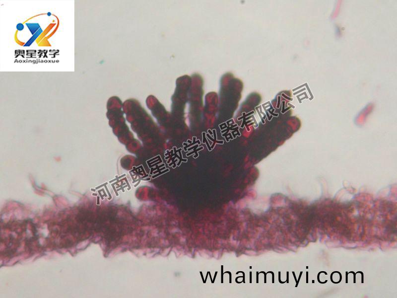 多(duo)孢鏽(xiu)菌(jun)