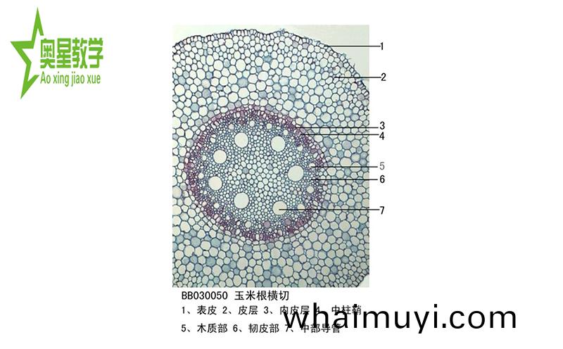 生物(wu)切片(pian)標本(ben)的防(fang)潮小(xiao)技巧