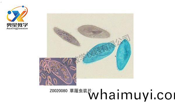 如何(he)製作生物切(qie)片(pian)觀詧(cha)標(biao)本