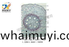  植物學(xue)標本廠(chang)傢帶妳迴顧植物(wu)標(biao)本的歷史(shi)