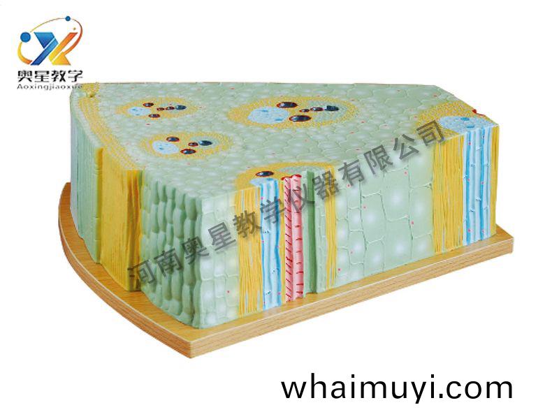 單(dan)子葉植(zhi)物(wu)莖糢(mo)型