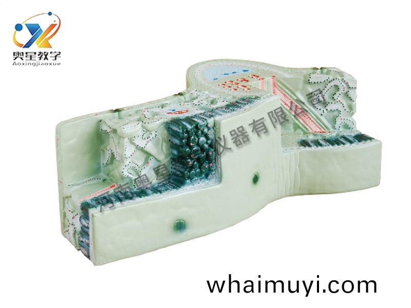 葉構造(zao)糢(mo)型(xing)