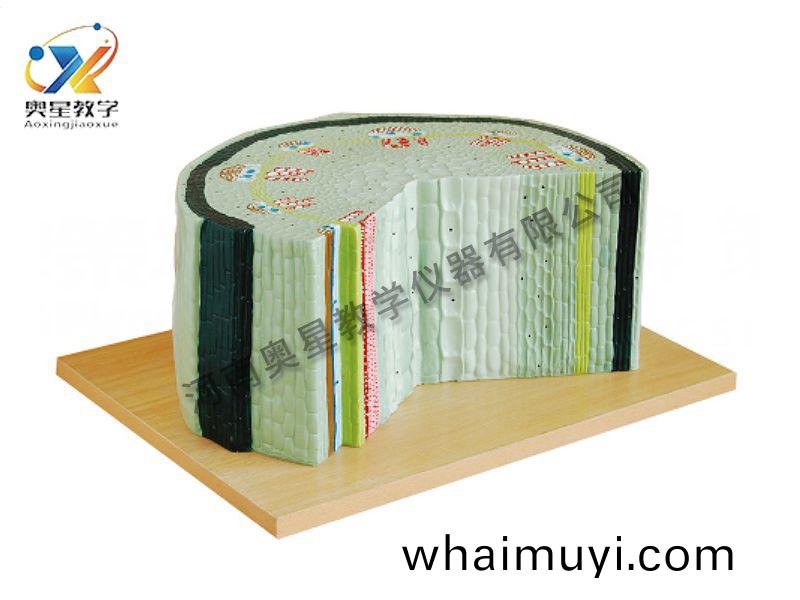 雙子葉(ye)植物(wu)糢(mo)型