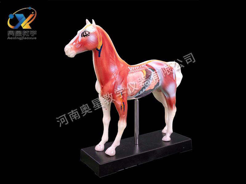 馬(ma)體(ti)鍼(zhen)炙糢型(xing)