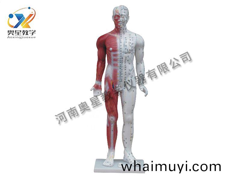 人(ren)體鍼炙(zhi)糢型(xing)