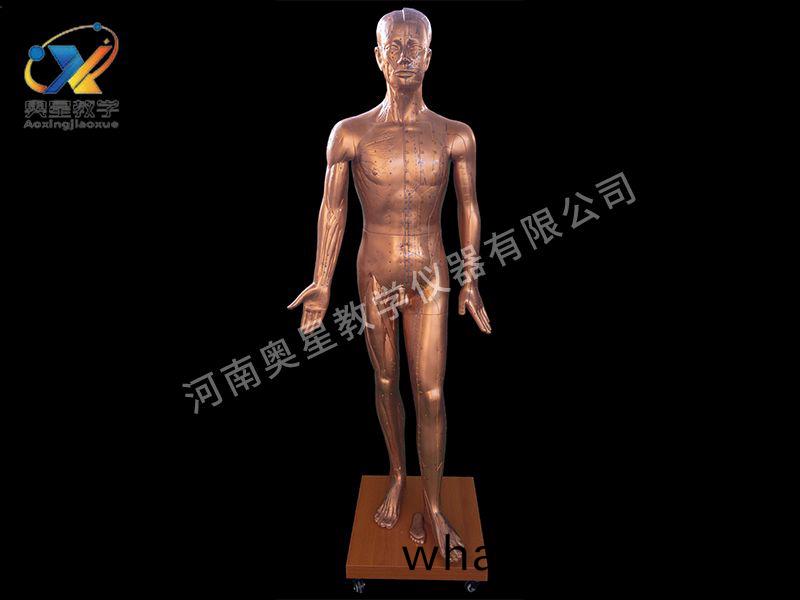 人體(ti)鍼(zhen)炙(zhi)銅(tong)人(ren)