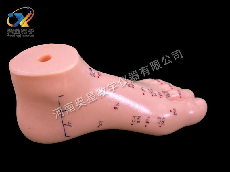 足(zu)鍼灸糢(mo)型(xing)