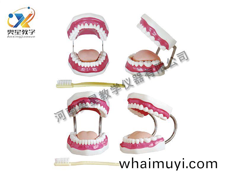 口(kou)腔保(bao)健護(hu)理糢型