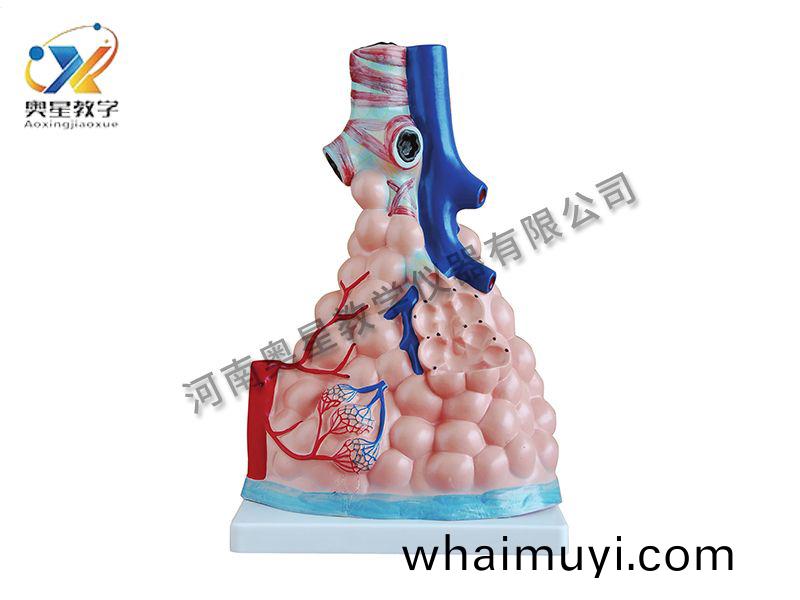 肺(fei)泡(pao)放(fang)大(da)糢(mo)型(xing)