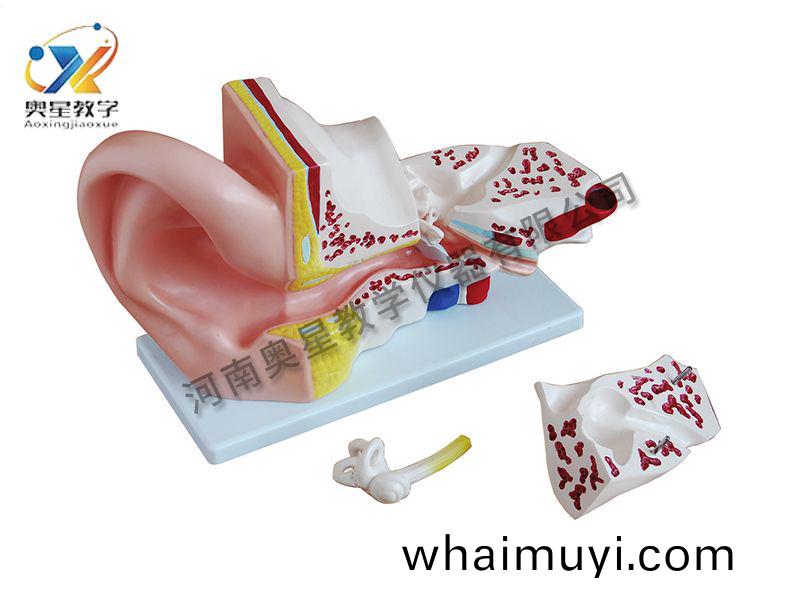 大耳(er)解(jie)剖(pou)糢(mo)型(xing)