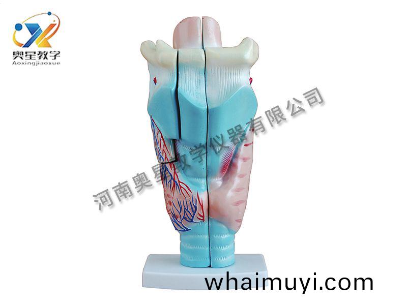 喉頭解剖(pou)糢型